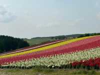 🌷 Biei Flower Fields: A Dreamy Day Trip Through Hokkaido’s Colorful Countryside! 🌸