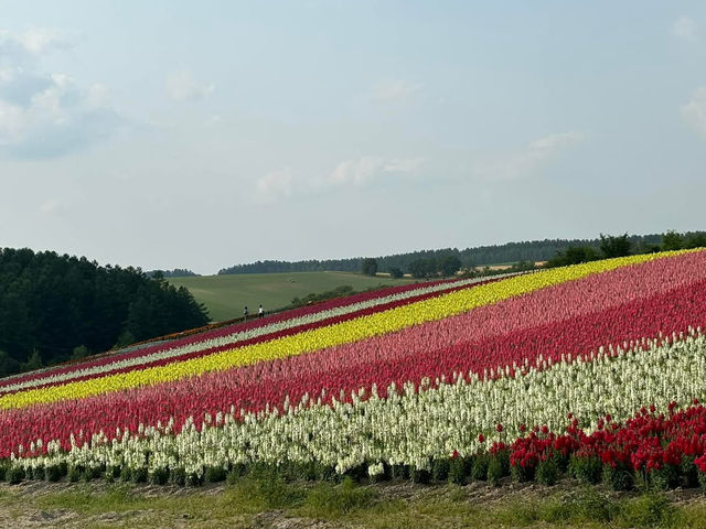🌷 Biei Flower Fields: A Dreamy Day Trip Through Hokkaido’s Colorful Countryside! 🌸