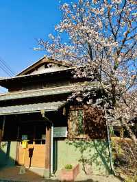 Sakura Reflections on a Village Stroll: Spring in Yufuincho Kawakami 