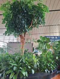 A NATURE MESSAGE FOR EVERY TRAVELLER IN KUNMING CHANGSHUI AIRPORT
