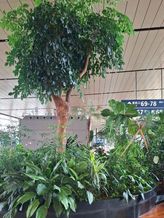 A NATURE MESSAGE FOR EVERY TRAVELLER IN KUNMING CHANGSHUI AIRPORT