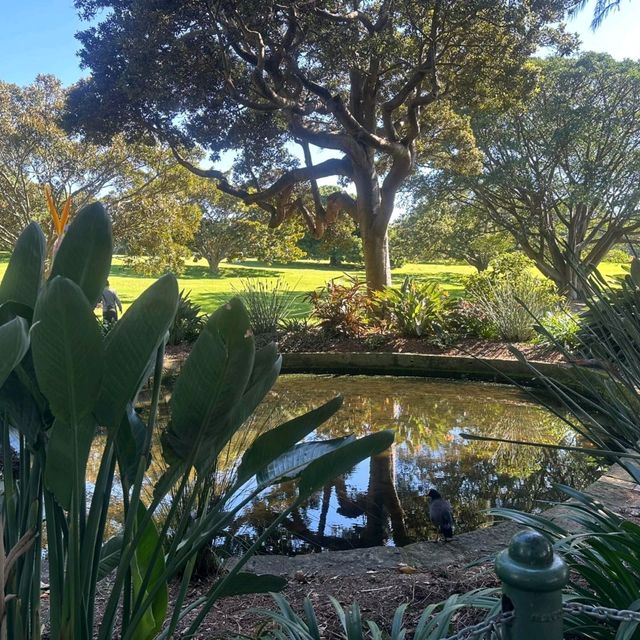 A Green Escape: Royal Botanic Garden Sydney