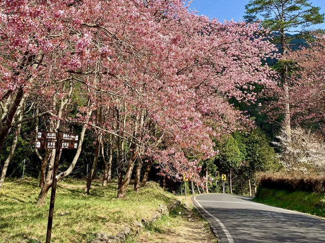BLOSSOMS IN THE MOUNTAINS | WULING FARM CHERRY BLOSSOM SEASON