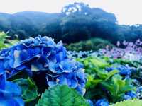 台北｜陽明山繡球花季起跑 一個月花期限定絕美花海