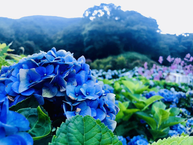 台北｜陽明山繡球花季起跑 一個月花期限定絕美花海