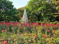 The Rose Garden at Ilsan Flower Festival