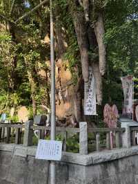 三浦半島の総鎮守「海南神社」—歴史と文化が息づく港町の守り神 