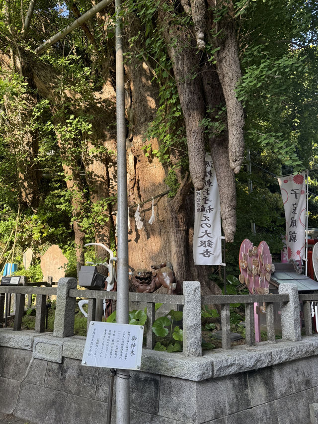 三浦半島の総鎮守「海南神社」—歴史と文化が息づく港町の守り神 