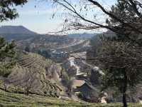 Boseong Tea Plantation – Worth the Journey for These Green Views