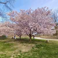 Weekend trail at Jackson Park – Chicago, Illinois