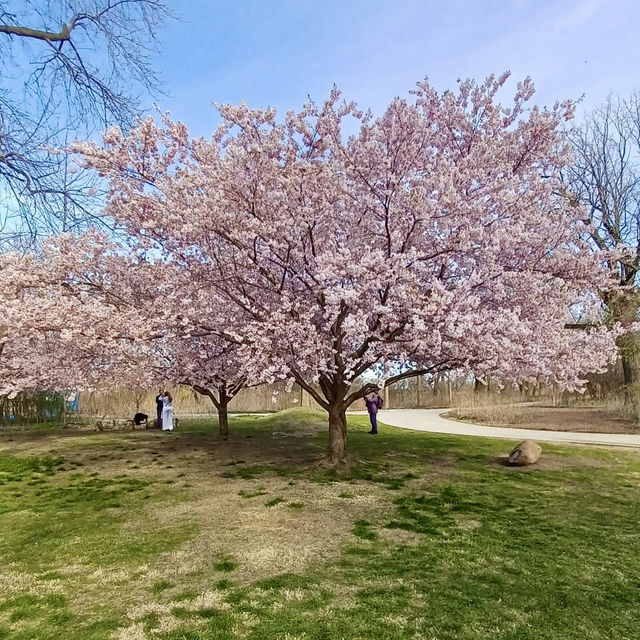 Weekend trail at Jackson Park – Chicago, Illinois