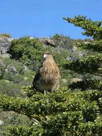 Patagonia's Crown Jewel – W Trek in Torres del Paine