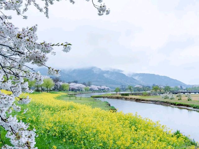 Ducks, Blossoms, and Max Chill