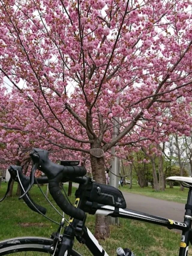 MAKOMANAI PARK.