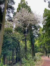🌳 서귀포 치유의숲, 제주의 자연 힐링! 