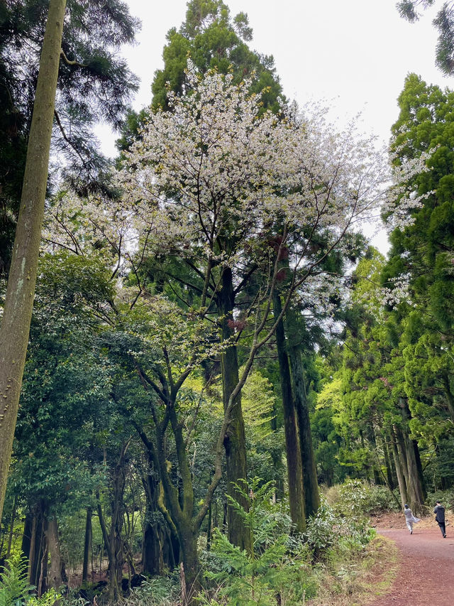 🌳 서귀포 치유의숲, 제주의 자연 힐링! 