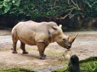 Singapore Zoo