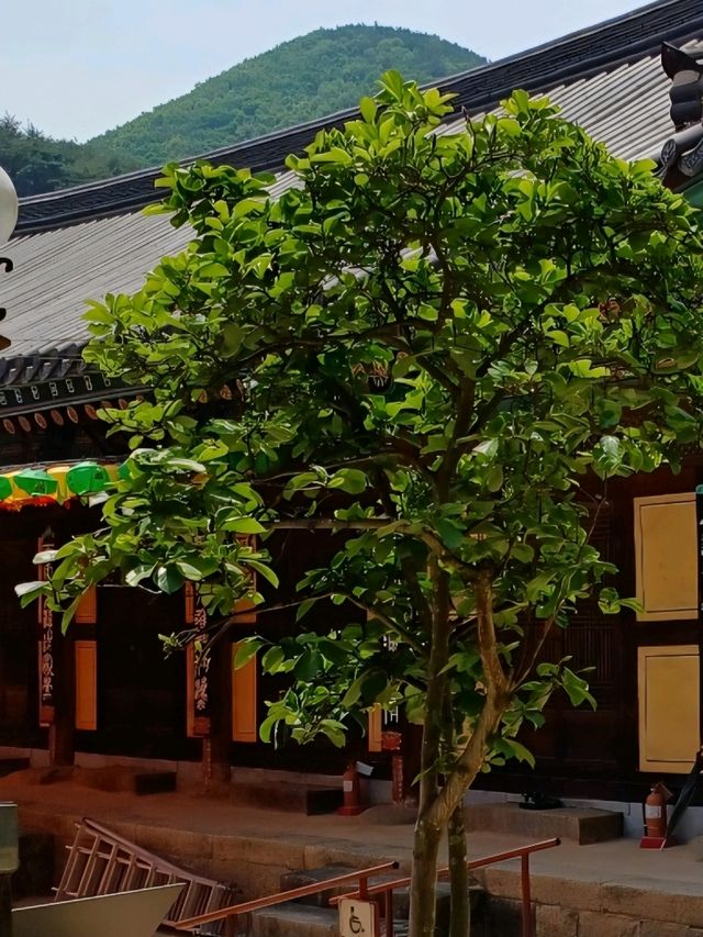 고즈넉한 산사에서의 하루, 은해사