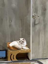 Coffee Cat House in JB