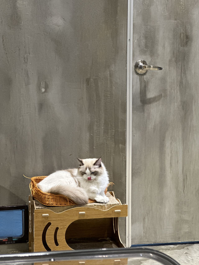 Coffee Cat House in JB