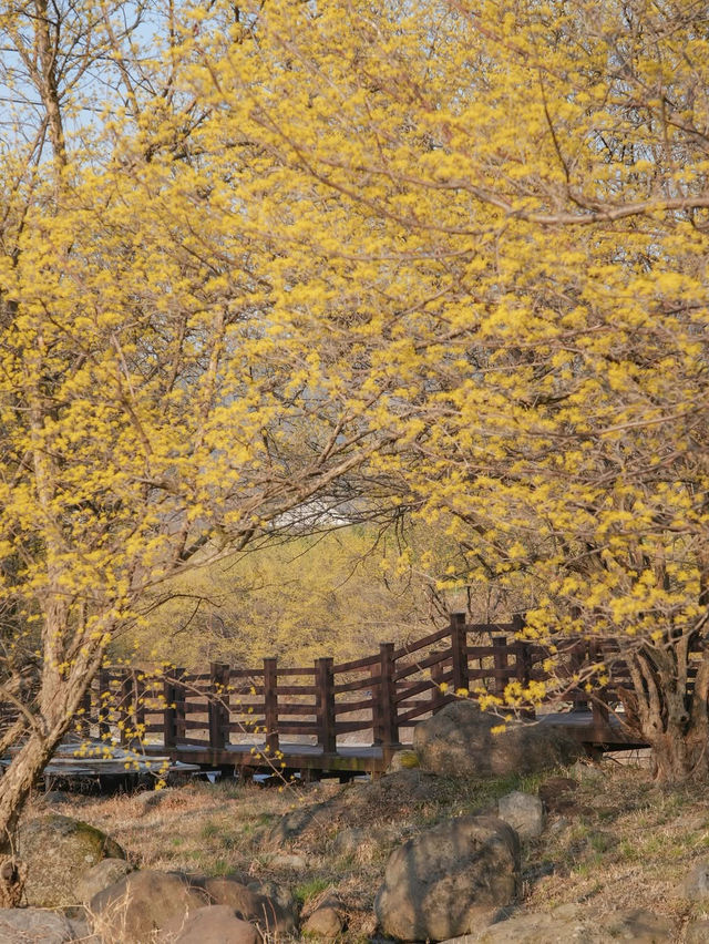 구례 산수유 마을에 노오란 산수유가 가득 피었습니다🌼