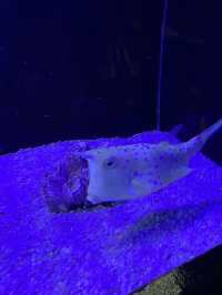 อควาเรีย ภูเก็ต (Aquaria Phuket) 