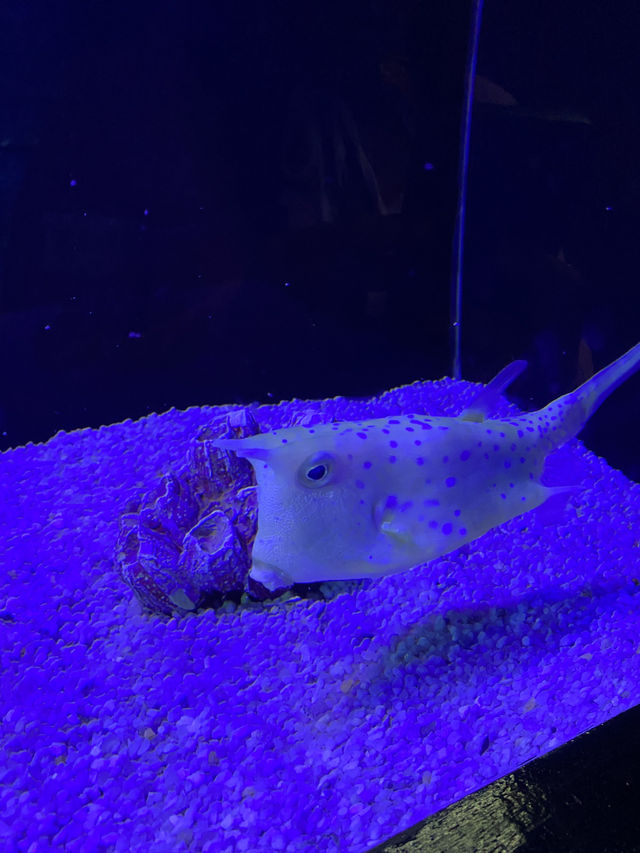 อควาเรีย ภูเก็ต (Aquaria Phuket) 