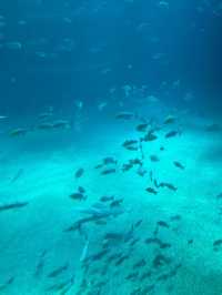 🐠 Kaiyukan – โลกใต้น้ำที่ทำให้เรายิ้มทั้งวัน