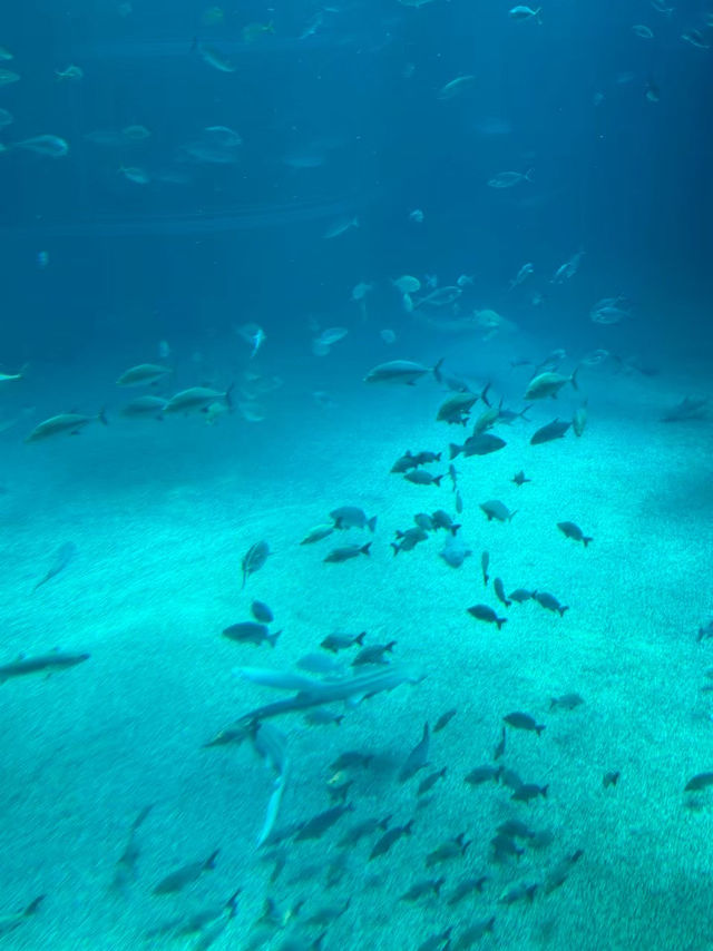 🐠 Kaiyukan – โลกใต้น้ำที่ทำให้เรายิ้มทั้งวัน