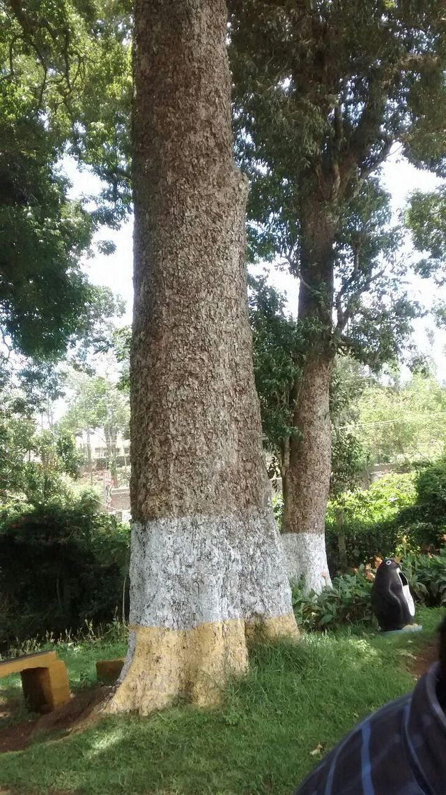 Anna Park Yercaud