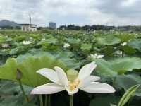 香港好去處 | 賞花 | 塱原自然生態公園 | 荷花