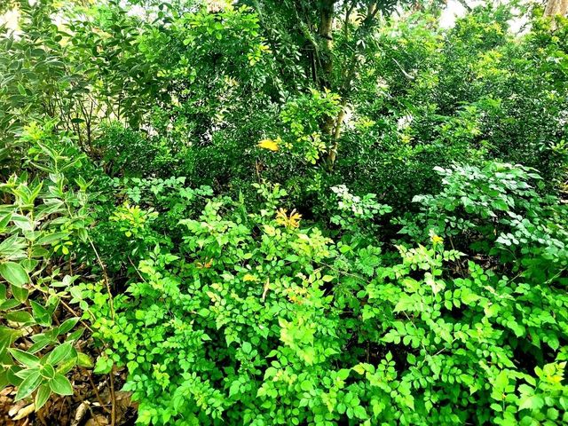 Strolling through the charming Floral Ridge