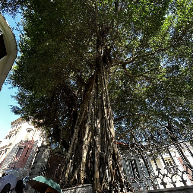 Gulangyu on a Budget: How to Conquer the ‘Piano Island’ Without Going Broke"** 🎹🏝️   