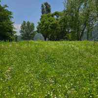 Jarasum Blossoms