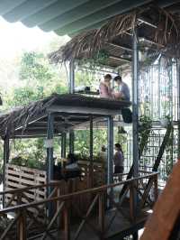 rain forest
