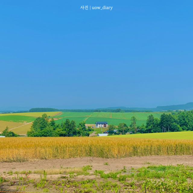 🌾✨ 비에이 여름 감성 1박 2일 여행일정 ✨🌾