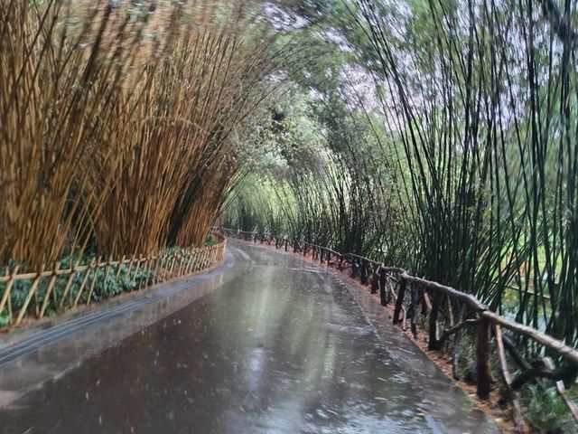 🎋【成都｜大熊貓基地】🐼 熊貓控的天堂 × 私人導覽超值推薦 × 捐款還送限量熊貓娃娃！
