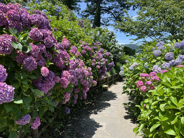 靜岡伊豆下田紫陽花季 六月限定景點