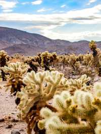Joshua Tree National Park — A Surreal Desert Escape 🌵☀️