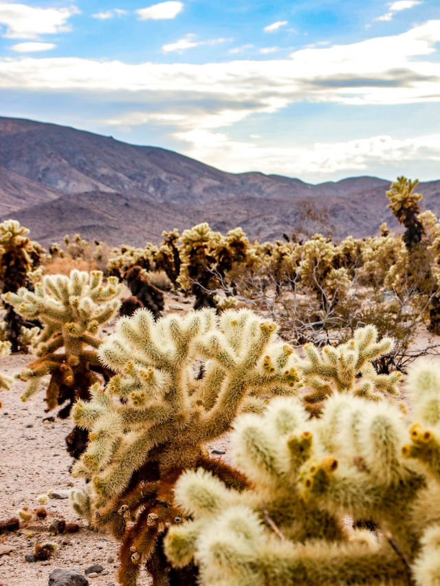 Joshua Tree National Park — A Surreal Desert Escape 🌵☀️