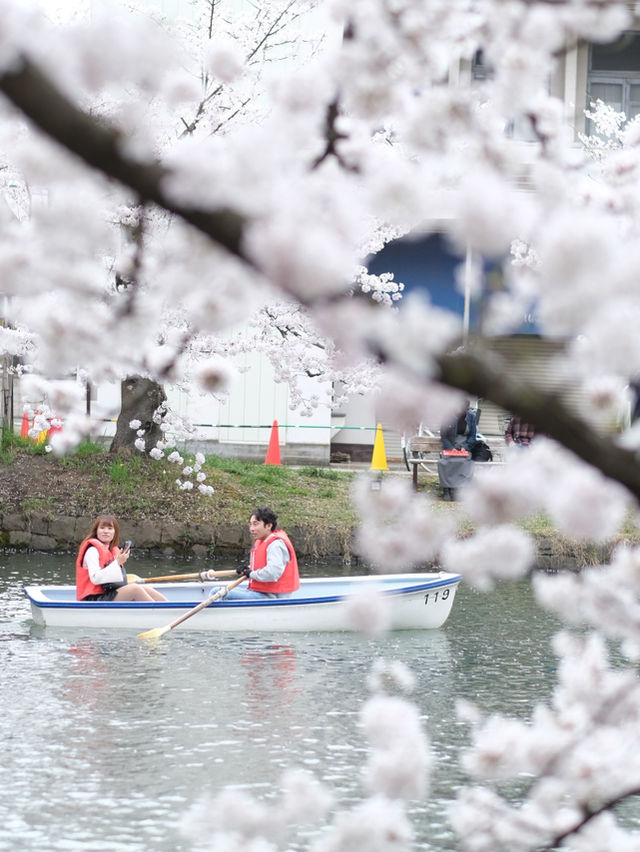  ปราสาทฮิโรซากิ 🌸 ปราสาทกลางซากุระแห่งโทโฮคุ