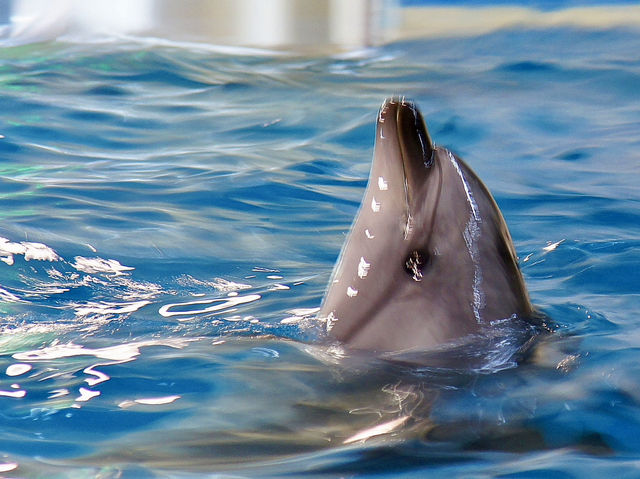 🐧 A Whimsical Day at Noboribetsu Marine Park Nixe
