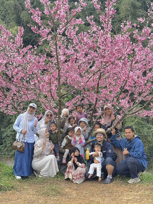 ซากุระเมืองไทย ดอยอ่างขาง เชียงใหม่