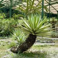 Cactus Nursery at Penang Botanical Garden 