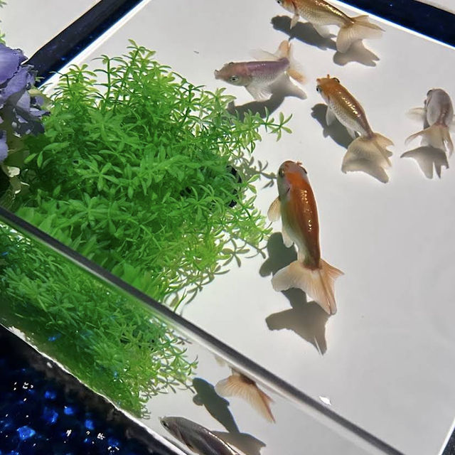 【東京/銀座🇯🇵】まさに日本の芸術🇯🇵アートアクアリウム