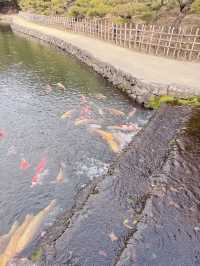 高松必去 - 栗林公園  感受江戶時代風情🌳