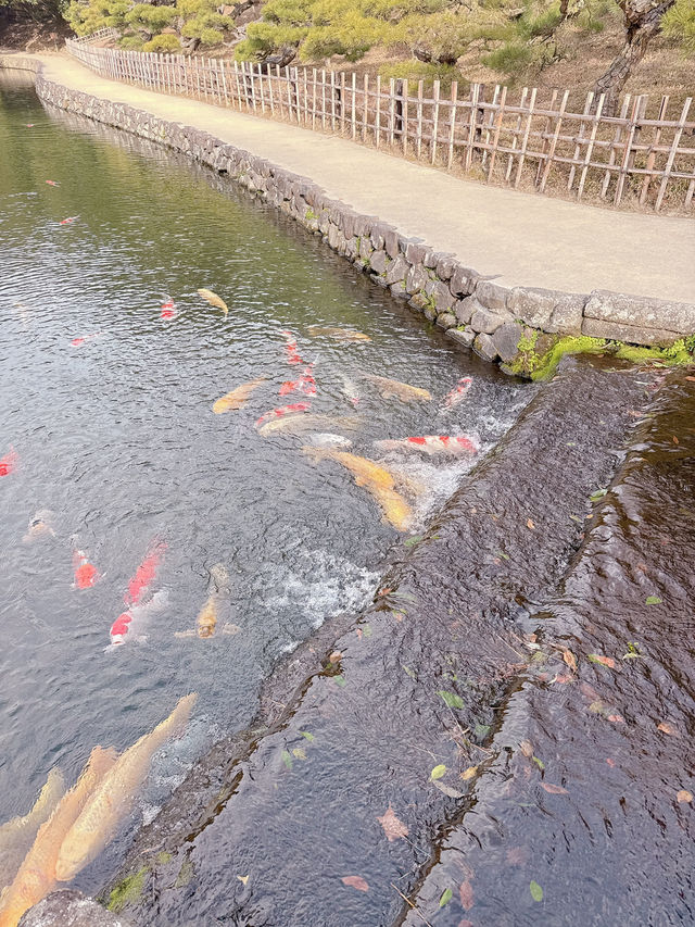 高松必去 - 栗林公園  感受江戶時代風情🌳