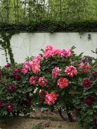 Yiyun Peony Garden 🍃 