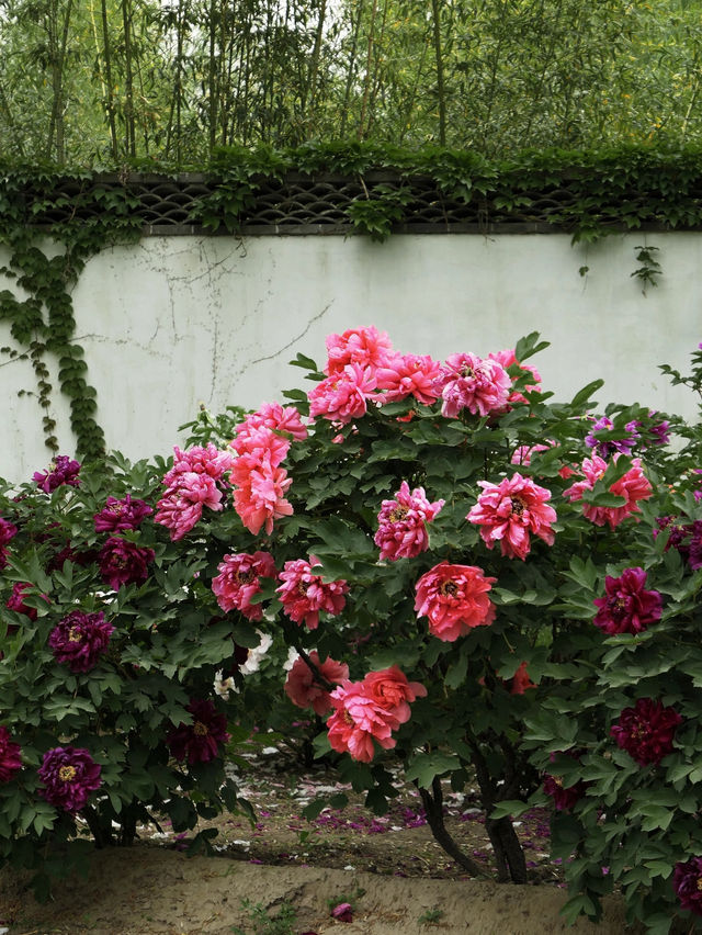 Yiyun Peony Garden 🍃 