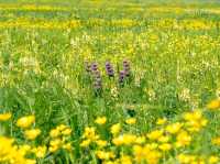 Nalati Grassland Is Straight Up Gorgeous